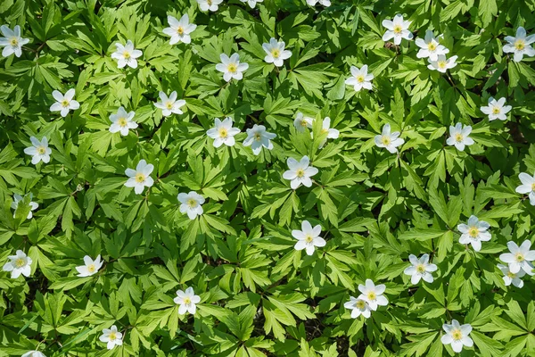 Vitsippor natur bakgrund — Stockfoto