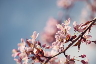 Closeup of cherry tree (prunus sargentii) blossoms in spring