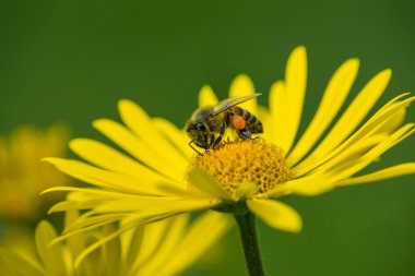 Honey bee pollinating yellow daisy flowers in the spring