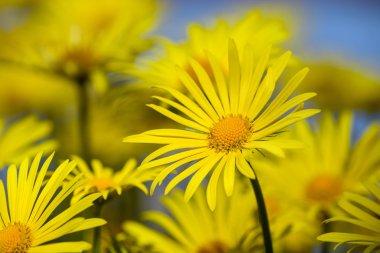 Sarı papatya çiçekler bahar
