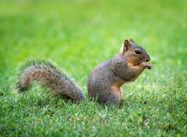 Young Eastern Fox squirrel (Sciurus niger) in the garden