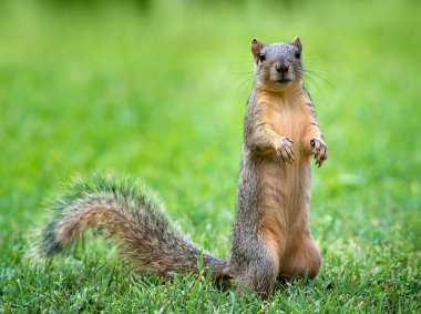 Young Eastern Fox squirrel (Sciurus niger) in the garden
