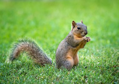 Young Eastern Fox squirrel (Sciurus niger) in the garden