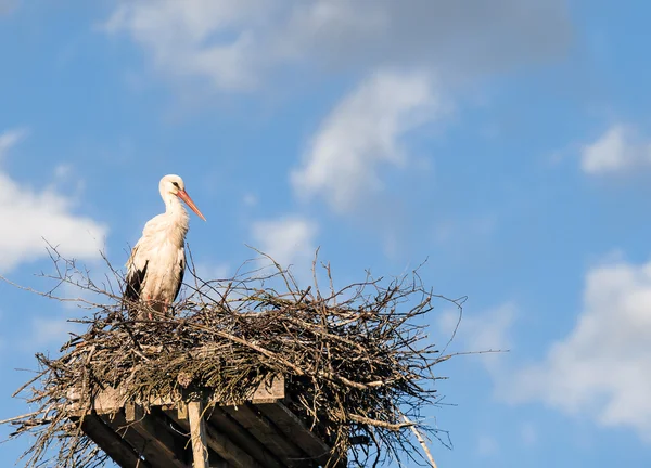 White Stork (Ciconia ciconia) standing on the nest — Zdjęcie stockowe