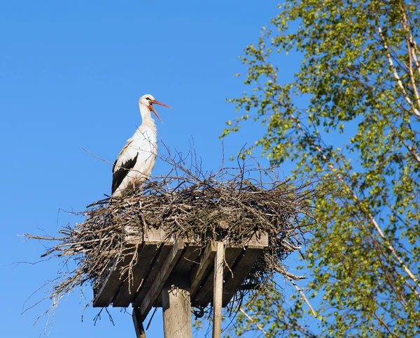 Белый аист (Ciconia ciconia), стоящий на гнезде — стоковое фото