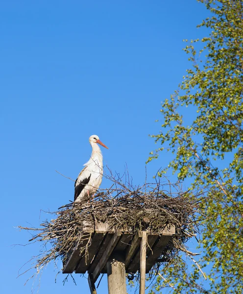 White Stork (Ciconia ciconia) standing on the nest — ストック写真