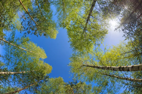 Κορυφές δέντρων κατά μπλε ουρανό — Φωτογραφία Αρχείου