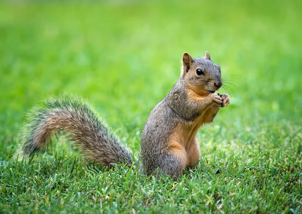 Joven ardilla zorro oriental (Sciurus niger) en el jardín — Foto de Stock