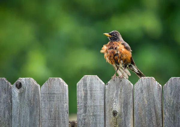 Robin americano (turdus migratorius) — Fotografia de Stock