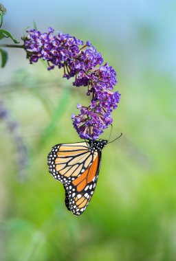 Monarch Kelebek kelebek bush çiçek (Danaus plexippus)