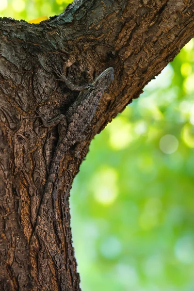 Stacheleidechse getarnt auf Baumrinde — Stockfoto