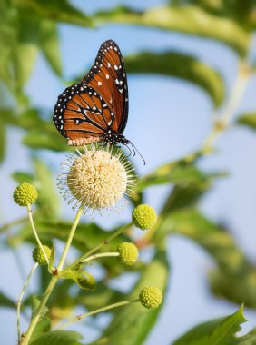 Kraliçe kelebeği (Danaus gilippus) buttonbush çiçek