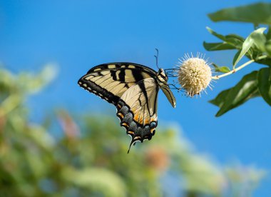 Buttonbush çiçekler üzerinde Doğu Tiger Swallowtail kelebek