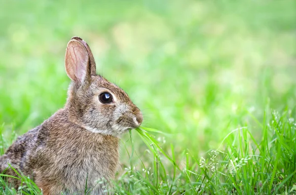 Niedlichen Baumwollschwanz Kaninchen kauend Gras im Garten — Stockfoto