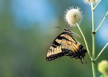 Buttonbush üzerinde Doğu Tiger Swallowtail kelebek (Papilio glaucus)