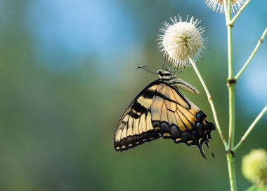 Eastern Tiger Swallowtail butterfly (Papilio glaucus) on buttonbush clipart