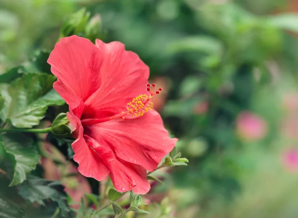 Рожева квітка гібіскуса, що цвіте в саду — стокове фото