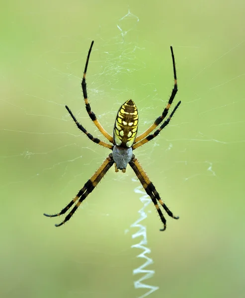 검은색과 노란색 정원 거미 (Argiope aurantia) — 스톡 사진