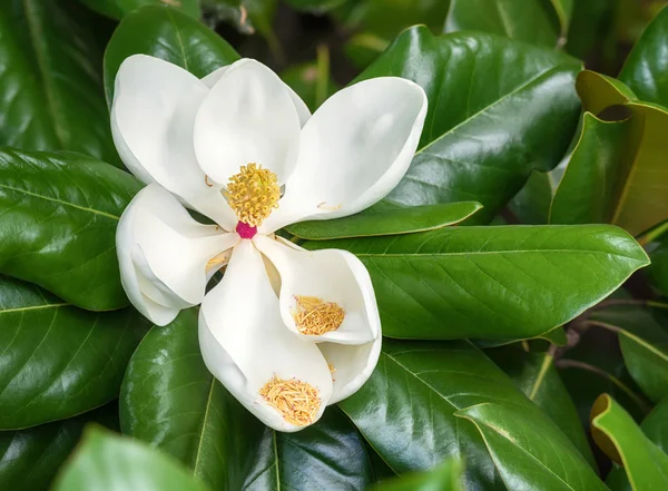 White southern magnolia flower blossom