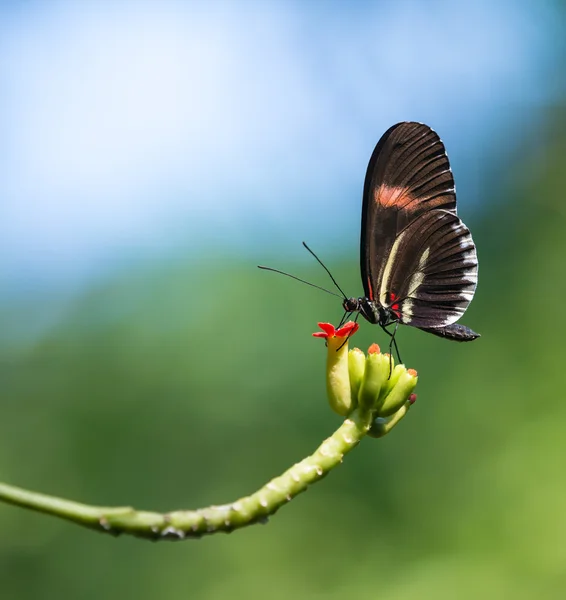 Listonosz czerwony motyl (Heliconius erato) — Zdjęcie stockowe