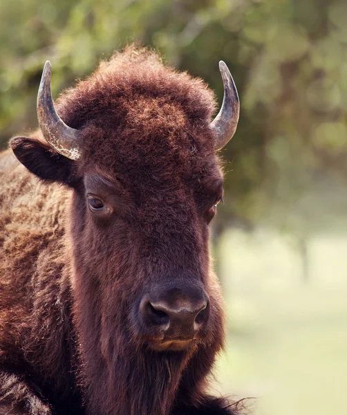 Närbild potrait av amerikanska Bison — Stockfoto