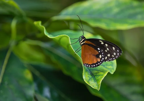 Tigre mariposa alargada (Heliconius hecale ) —  Fotos de Stock