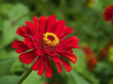 Beautiful red Zinnia flower blooming in the summer garden. Closeup. Natural green background. 