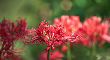 Beautiful Red Spider Lily (Lycoris radiata) flowers blooming in the summer garden