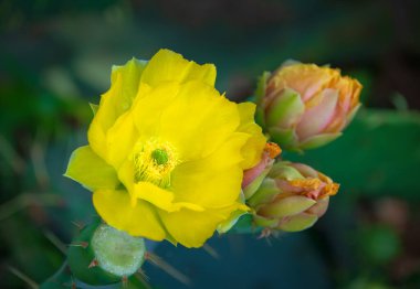 Dikenli Armut Kaktüsü 'nün (Opuntia nemfusa) güzel sarı çiçeği ve Teksas ilkbaharında çiçek tomurcukları. 