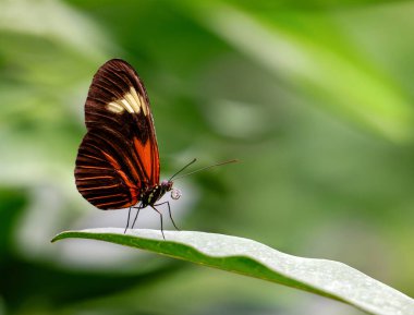 Kırmızı postacı kelebeği (Heliconius erato etylus) bir bahçe yaprağının üzerinde dinleniyor. Kopyalama alanı ile doğal yumuşak arkaplan