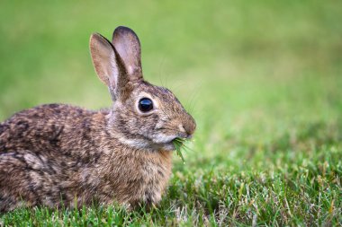 Şirin pamuk kuyruklu tavşan bahçedeki çimenleri kemiriyor. - Yakın çekim. Kopyalama alanı olan doğal yeşil arkaplan.