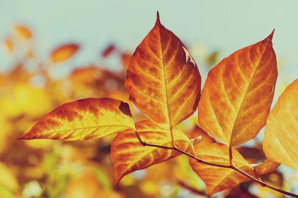 Hojas rojas doradas del otoño contra el cielo azul — Foto de Stock