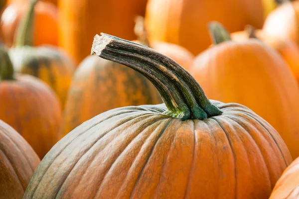 Kürbisnahaufnahme im Herbst — Stockfoto