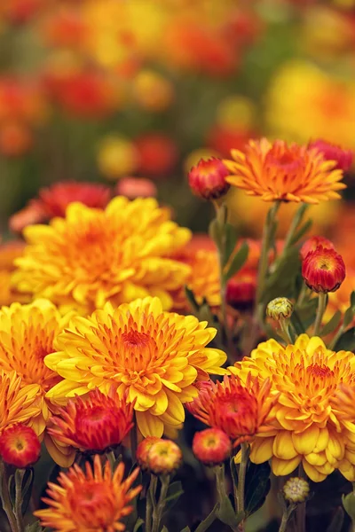 Herbstmütter oder Chrysanthemen in voller Blüte — Stockfoto