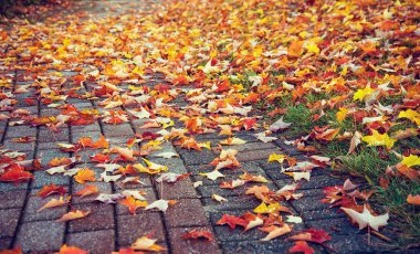 Geçit renkli sonbahar yaprakları ile kaplı