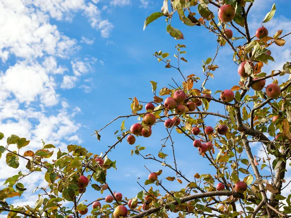 Uppåtgående syn på ett hösten äppelträd mot blå himmel och vita c — Stockfoto