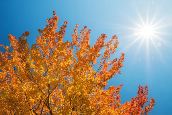 Goldene Herbstbaumkrone gegen sonnigen blauen Himmel — Stockfoto
