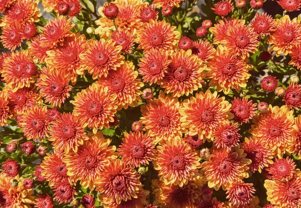 Autumn Mums or Chrysanthemums flower background — Stock Photo, Image