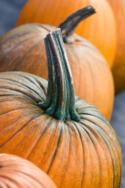 Calabazas primer plano en otoño — Foto de Stock