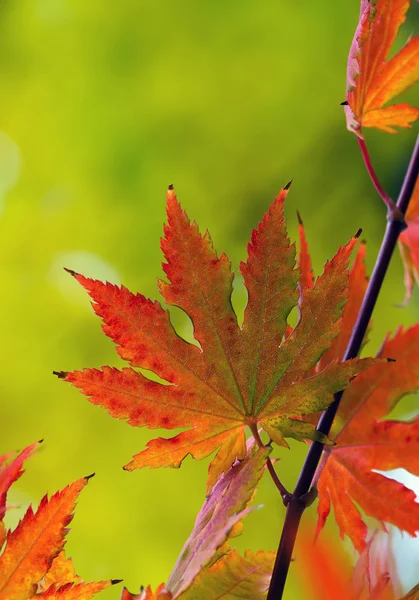 Primer plano de las hojas de arce japonés — Foto de Stock