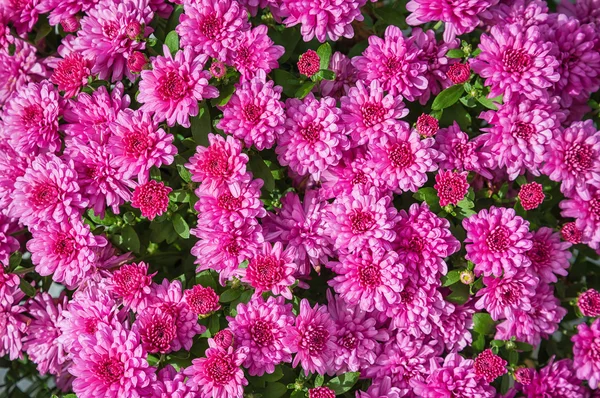 Pink Mums or Chrysanthemums flower background — Stock Photo, Image