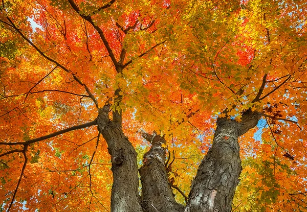 Blick nach oben auf einen großen Ahornbaum mit bunten Herbstblättern — Stockfoto