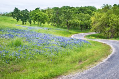 Texas bluebonnet alan curvy ülke Road