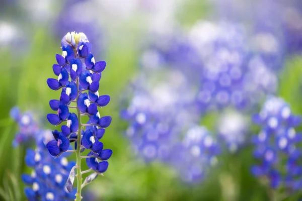 Техасский голубой (Lupinus texensis) ) — стоковое фото