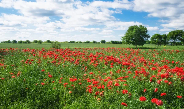 Campo de papoila cravo vermelho na primavera Texas — Fotografia de Stock