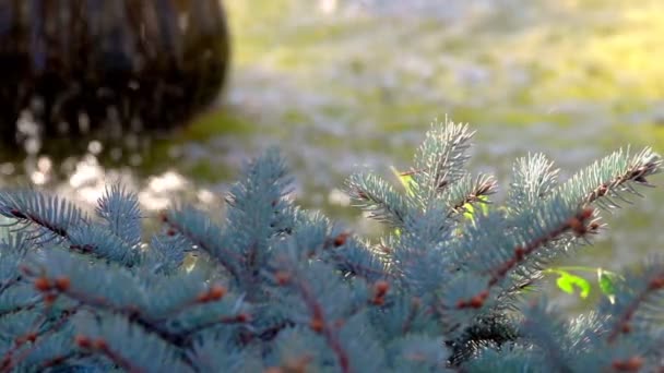 緑の植物と噴水 — ストック動画