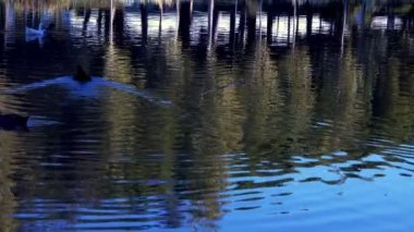 Göldeki Kuş Hayvan Ördeği 