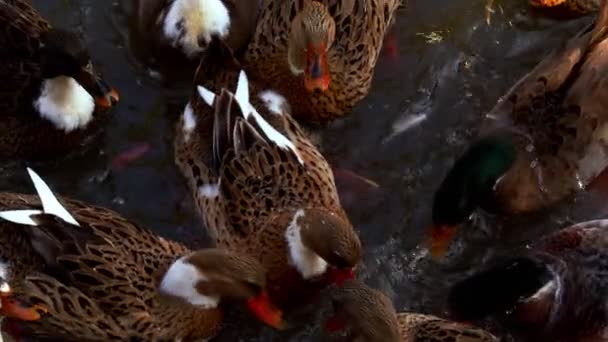 Bird Animal Duck Lake — Stock video
