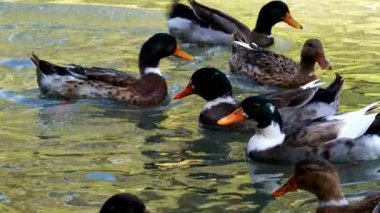 Göldeki Kuş Hayvan Ördeği 