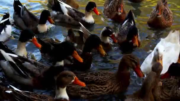 Ptak Kaczka Zwierząt Jeziorze — Wideo stockowe